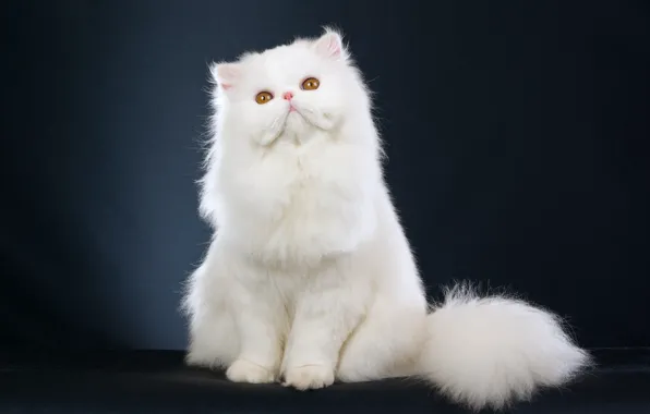 Picture white, kitty, white, kitten, beautiful, beautiful, Persian cat, persian cat