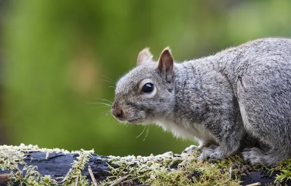 Look, moss, portrait, protein, log, grey, face, green background