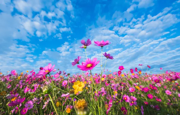 Field, summer, the sky, the sun, flowers, colorful, meadow, summer