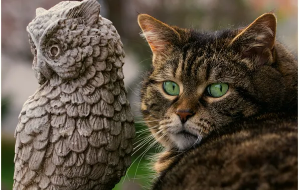 Cat, cat, owl, muzzle, green eyes
