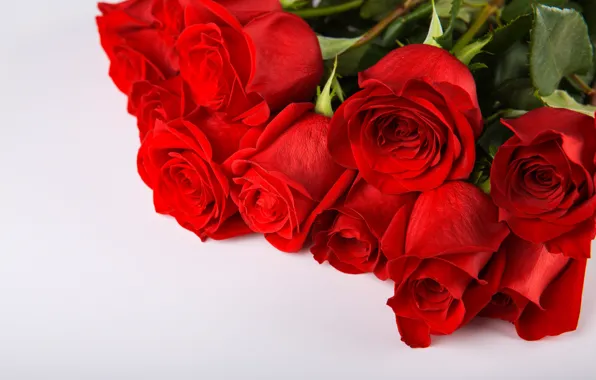 Picture background, bouquet, buds, red roses