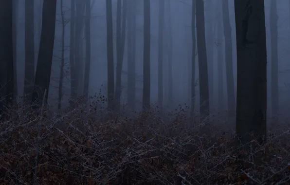 Forest, trees, night, nature, fog, twilight, Niklas Hamisch