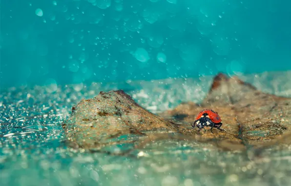 Picture leaves, drops, rain, ladybug, fallen