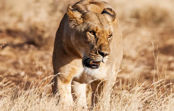 Picture grass, the sun, predator, lioness, bokeh