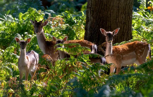Picture forest, light, tree, thickets, family, deer, fawn, fern