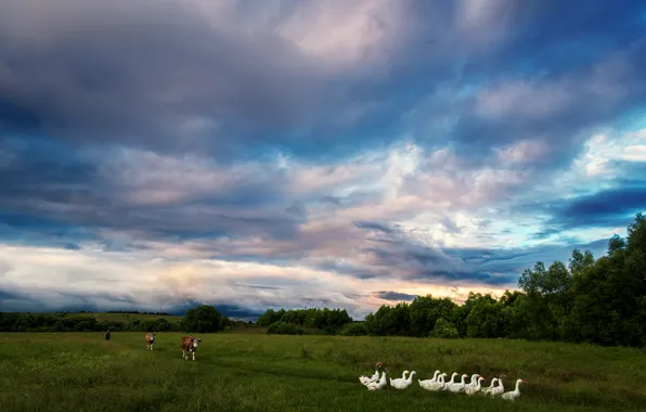 Grass, clouds, cows, meadows, geese, Pavel Abakumov, It's time for everyone to go home