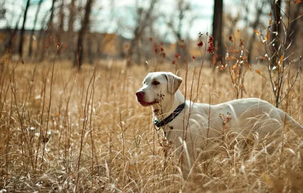 Field, nature, dog