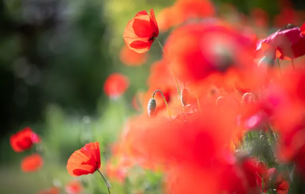 Picture summer, light, flowers, background, glade, Mac, Maki, blur