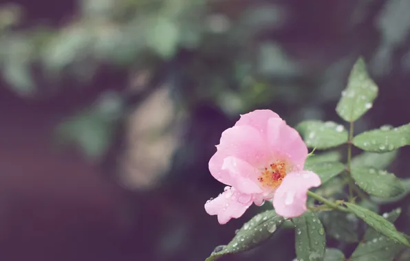 Flower, drops, petals, pink