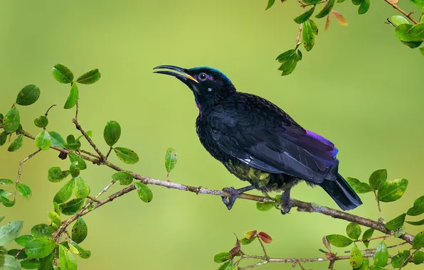 Branches, bird, beak, the Sunbird