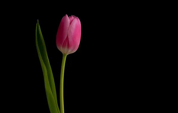 Flower, nature, Tulip
