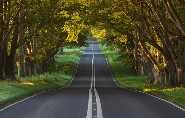 Road, forest, trees, England, Dorset, Blandford Forum