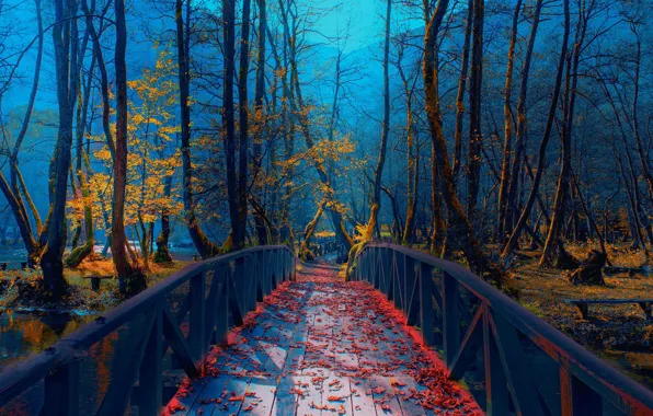Picture autumn, bridge, Park, river, foliage, Bosnia, Mevludin Sejmenovic