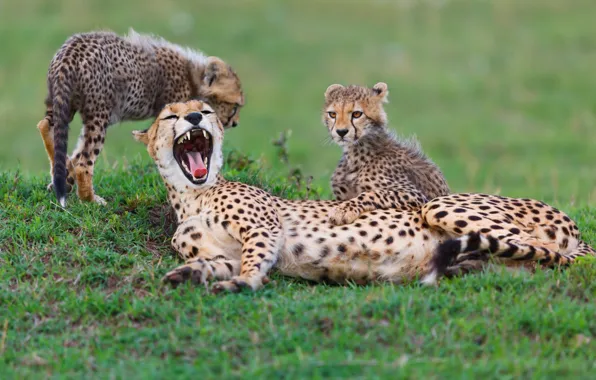 Picture animals, speed, africa, fun, cubs, cheetahs