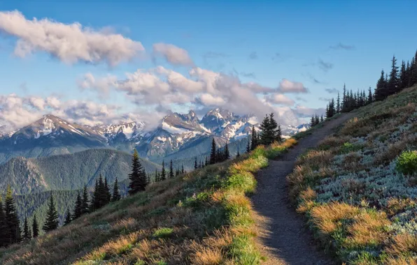Picture road, trees, mountains