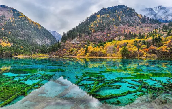 Wallpaper log, Turquoise water, reflection, mountains, shore, moss, the bottom, lake