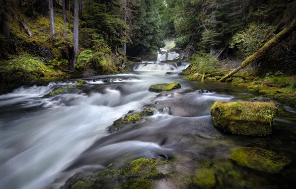 Forest, summer, river