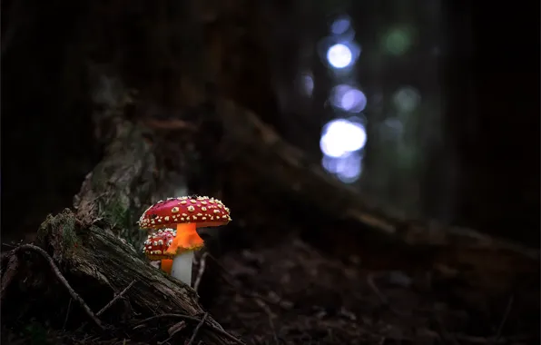 Forest, mushrooms, Amanita, bokeh