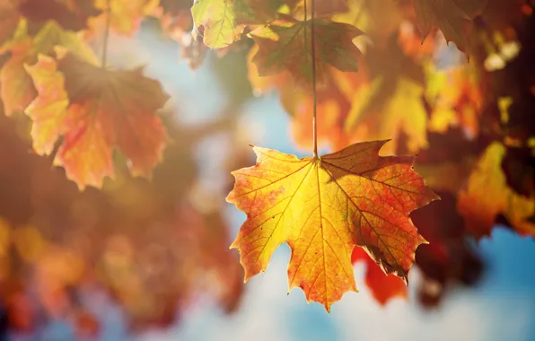 Picture autumn, leaves, the sun, macro, light, branches, sheet, tree