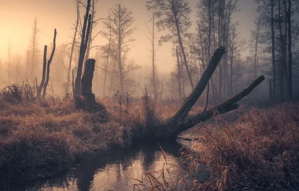 Fog, lake, morning, driftwood