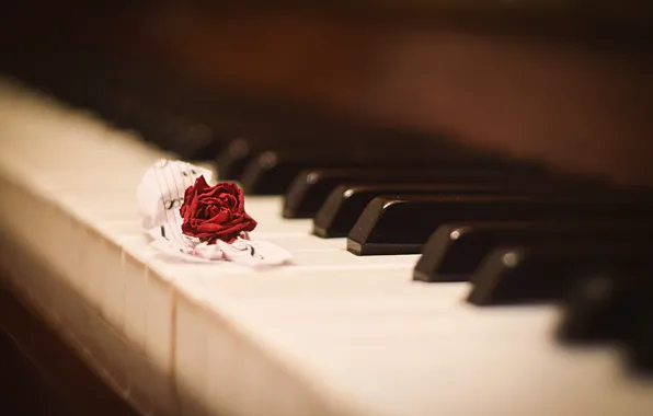 Flower, notes, music, blur, keys, piano, piano, red
