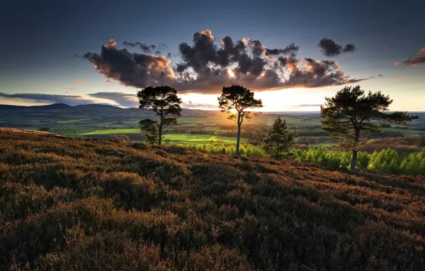 Picture field, summer, trees, morning