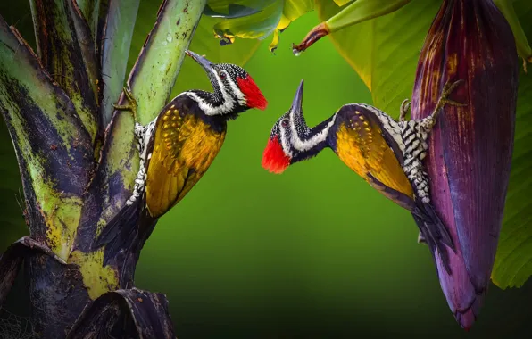 Picture birds, nature, tropics, plants, pair, woodpeckers