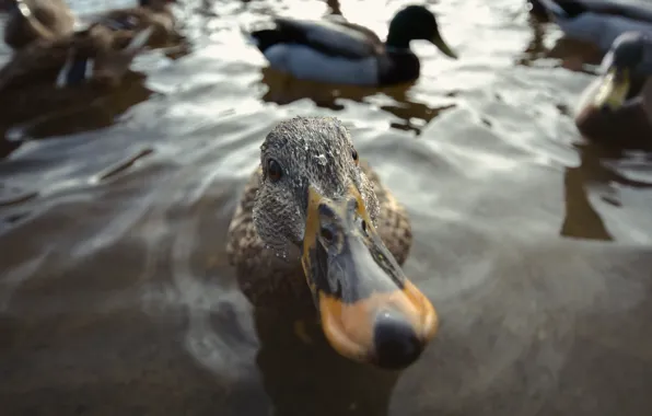 Picture lake, bird, duck
