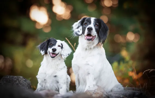 Dogs, smile, background, dog, baby, pair, puppy, mom
