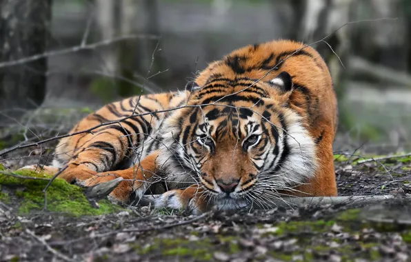 Picture nature, tiger, beast