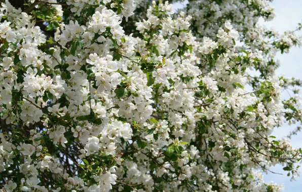 Picture macro, flowers, background, Apple