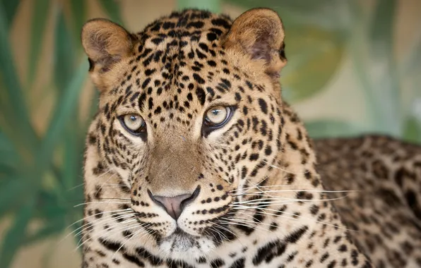 Picture cat, look, face, leopard