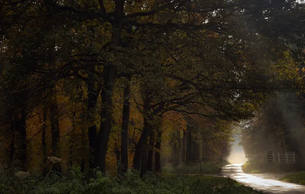 Road, autumn, forest