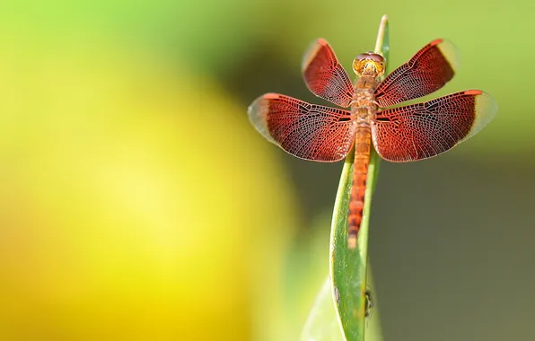 Sheet, background, dragonfly, red