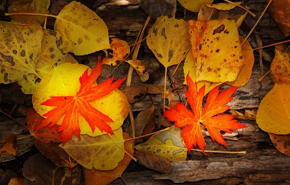 Autumn, leaves, nature, color, maple
