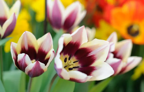 Macro, petals, tulips, motley