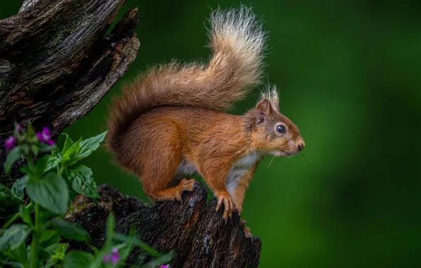 Greens, look, flowers, pose, stump, protein, tail, red