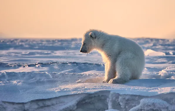 Winter, snow, nature, pose, bear, bear, polar bear, polar