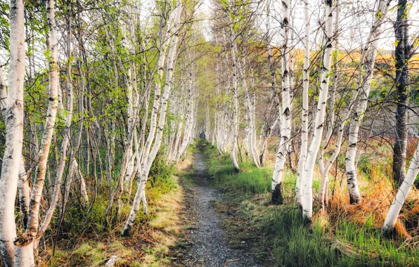 Autumn, birch, grove