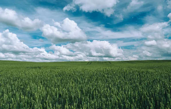 Nature, Clouds, Field, Grass, Nature, Clouds, Grass, Green