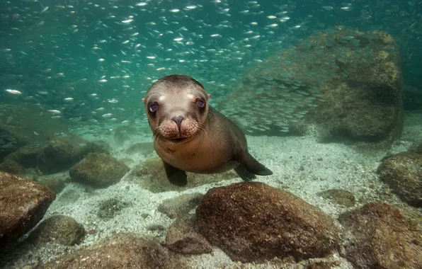 The ocean, Mexico, black sea lion, California sea lion, James R.D. Scott Photography, species of …