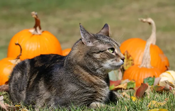 Autumn, cat, cat, look, pose, pumpkin, pumpkin, Halloween