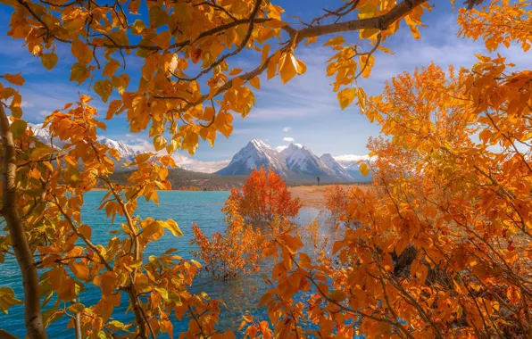 Autumn, leaves, trees, mountains, branches, lake, Canada, Albert
