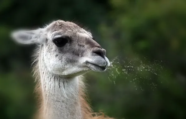 Nature, background, Lama