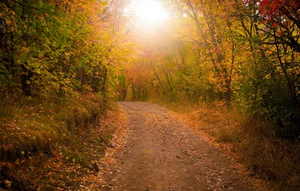 ROAD, FOREST, LEAVES, TREES, AUTUMN, FOLIAGE