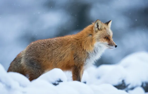 Picture winter, look, face, snow, nature, pose, portrait, Fox