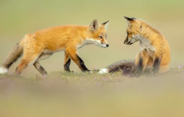 Pose, background, glade, the game, pair, Fox, kids, a couple