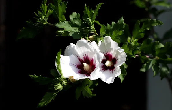 Picture leaves, flowers, background, bokeh, hibiscus, mallow