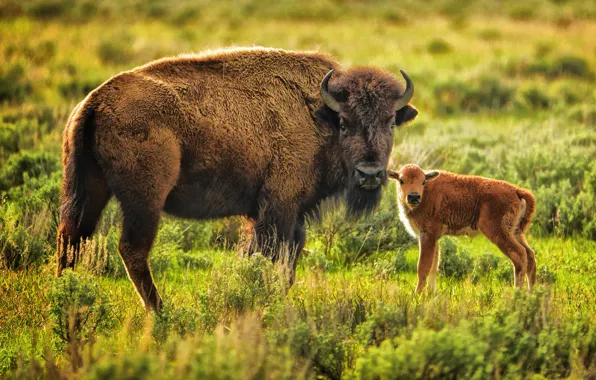 Baby, mom, Buffalo