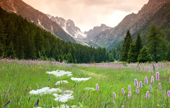 Picture the sky, mountains, meadow